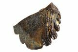 Fossil Pachycephalosaur Tooth - Montana #108166-1